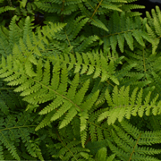 Hardy Fern Polystichum braunii